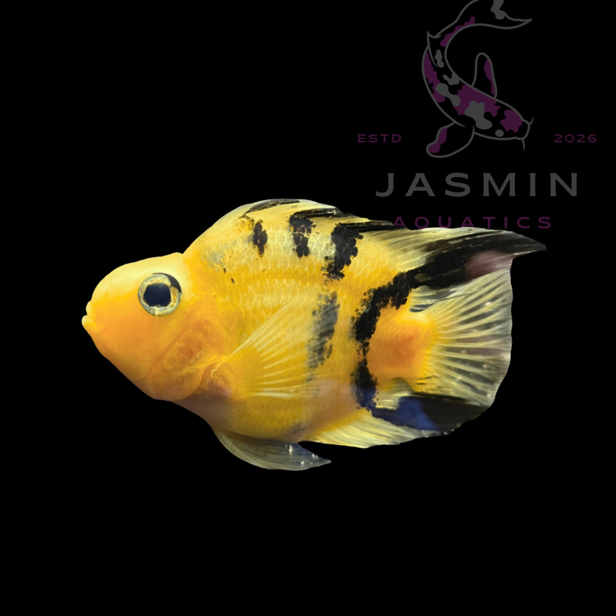 Yellow Tiger Parrot Cichlid 5"