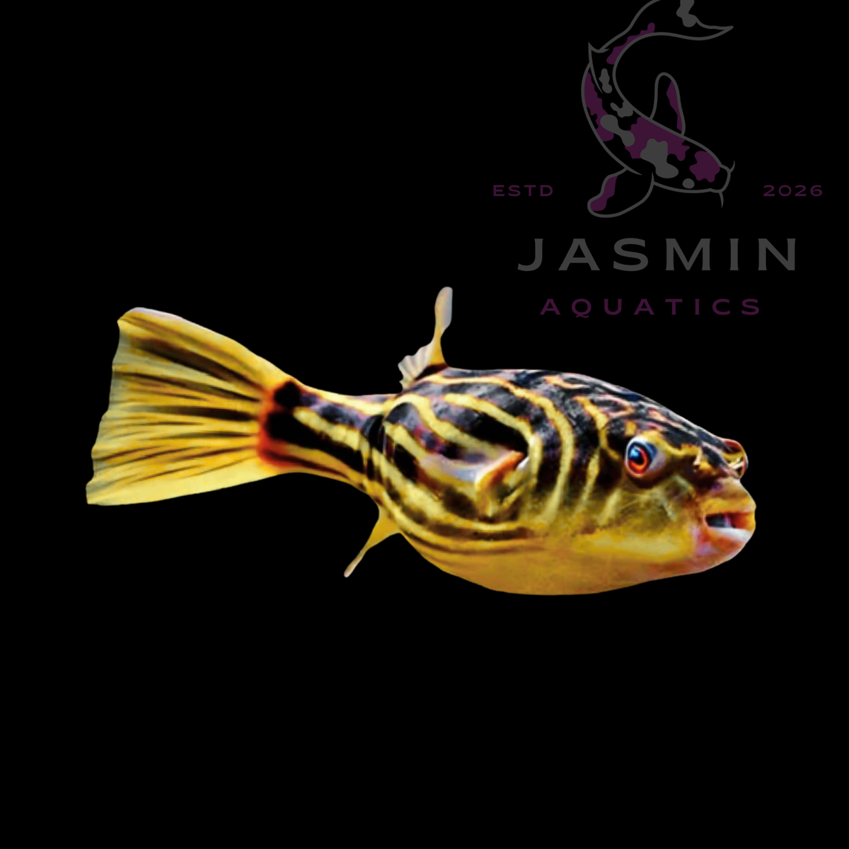 Fahaka Puffer (Tetraodon lineatus)