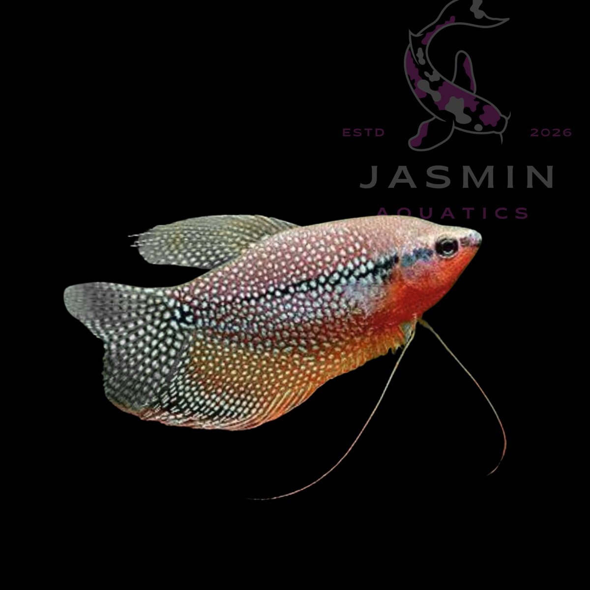 Pearl Gourami (Trichopodus leerii) 3"