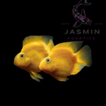 Yellow Parrot Fish (Yellow Blood Parrot Cichlid) 3"