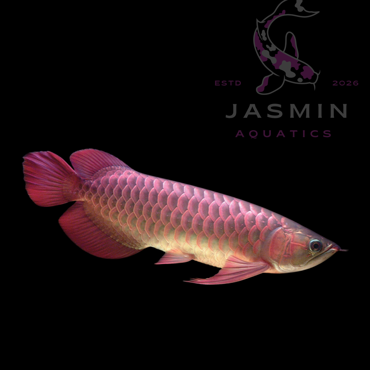 Banjar Red Arowana 5-6"