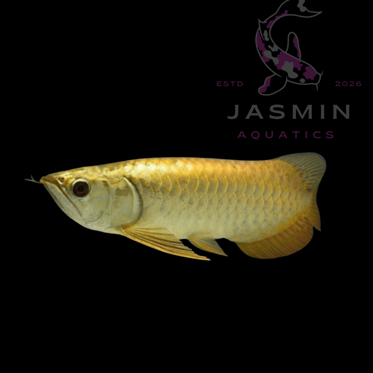 24K Golden Arowana (Malaysian 24K Golden Crossback or Golden Helmet variant)