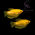 Golden Gourami (Trichopodus trichopterus)