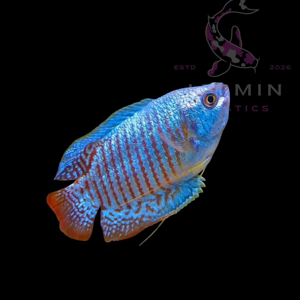 Blue Gourami (Trichopodus trichopterus) 3-5cm