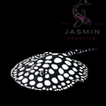 Black Diamond Stingray (Potamotrygon leopoldi) 6-7"