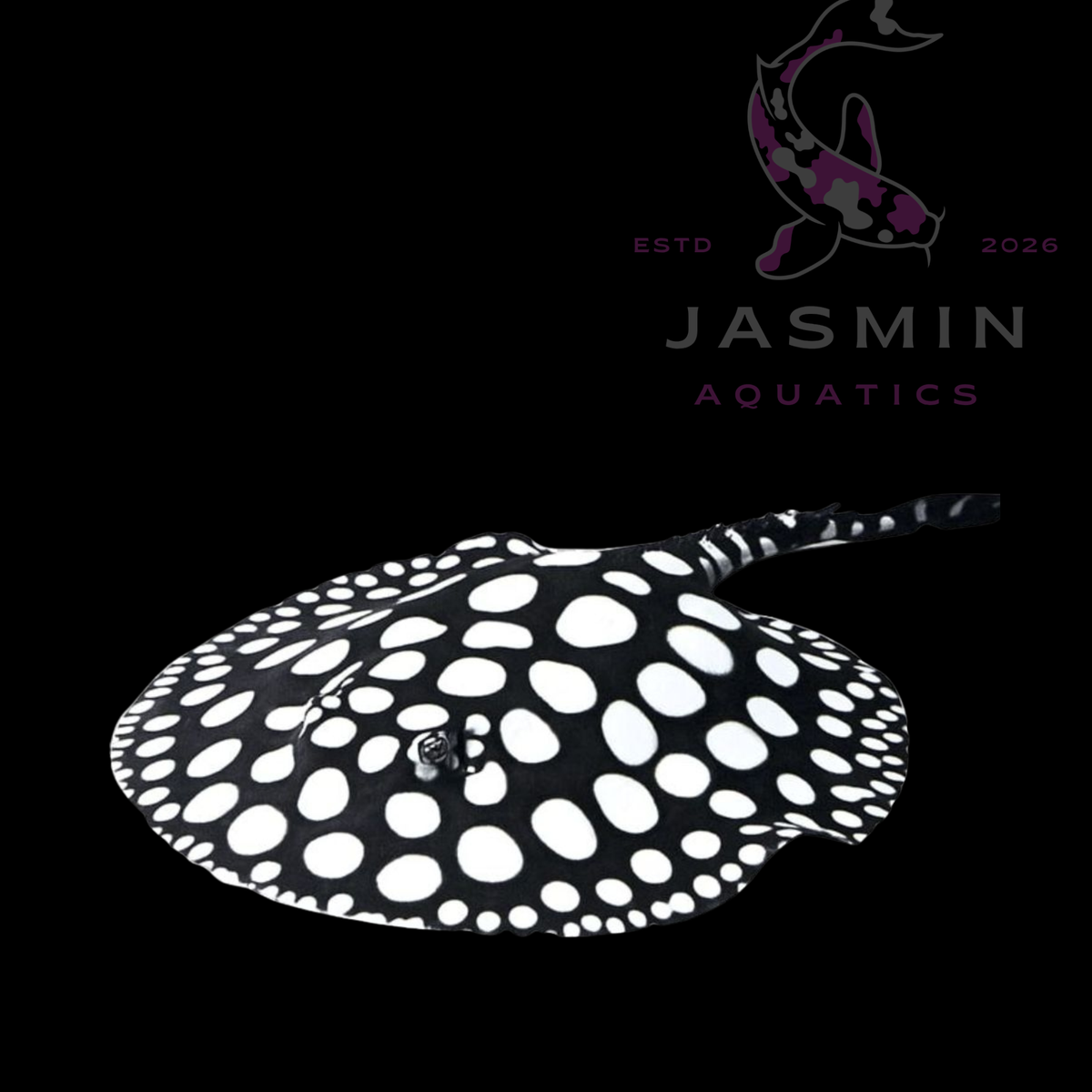 Black Diamond Stingray (Potamotrygon leopoldi) 6-7"