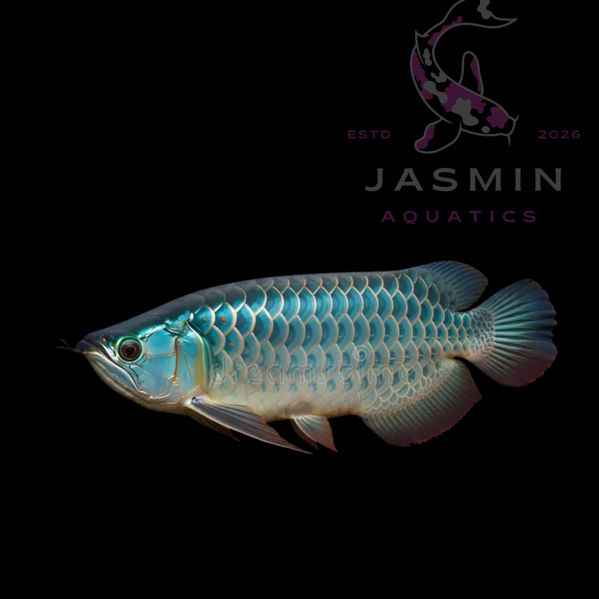Blue Base Golden Arowana (Blue Base Crossback) 7-8"