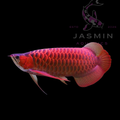 Super Red Arowana (Scleropages formosus) 6-7"