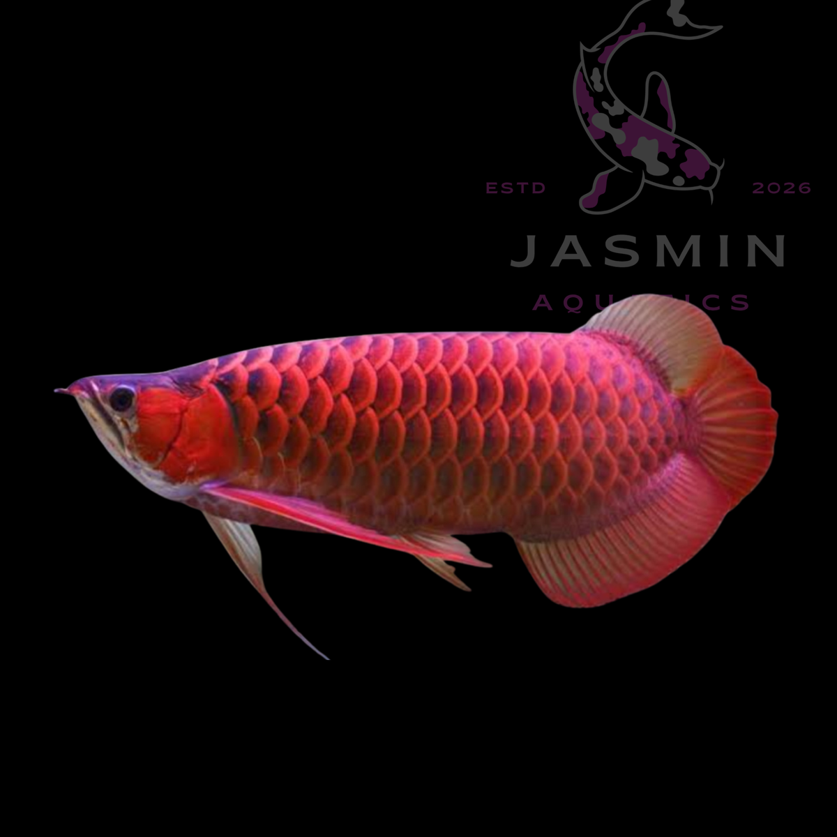 Super Red Arowana (Scleropages formosus) 6-7"