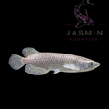 Pearl Arowana (Scleropages jardinii), Jardini Arowana or Australian Bonytongue 5"