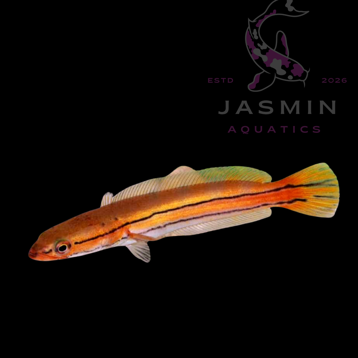 "Red line snake fish" Redline Snakehead, Red Snakehead, or Giant Snakehead (Channa micropeltes) 4-7"