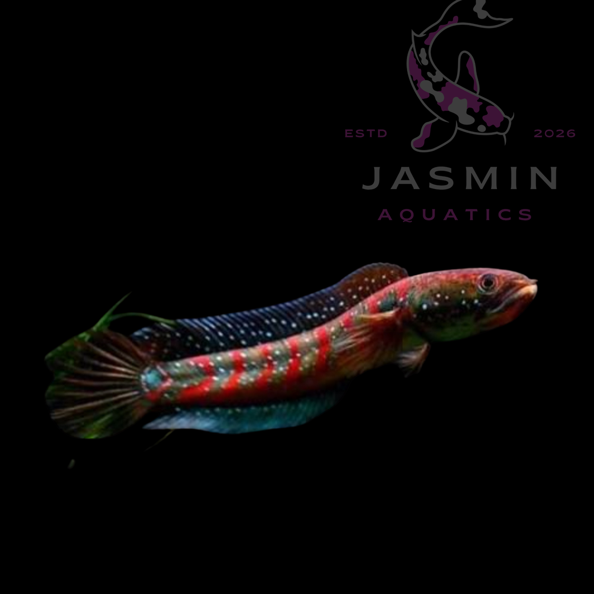 Red Maru Snakehead (scientifically known as Channa marulioides) 7-10"