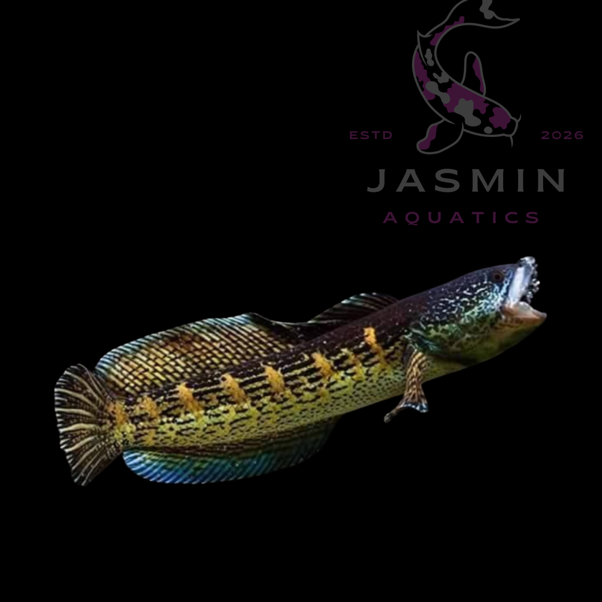 Orange-Spotted Snakehead (Channa aurantimaculata)  Golden Cobra Snakehead 7-8"