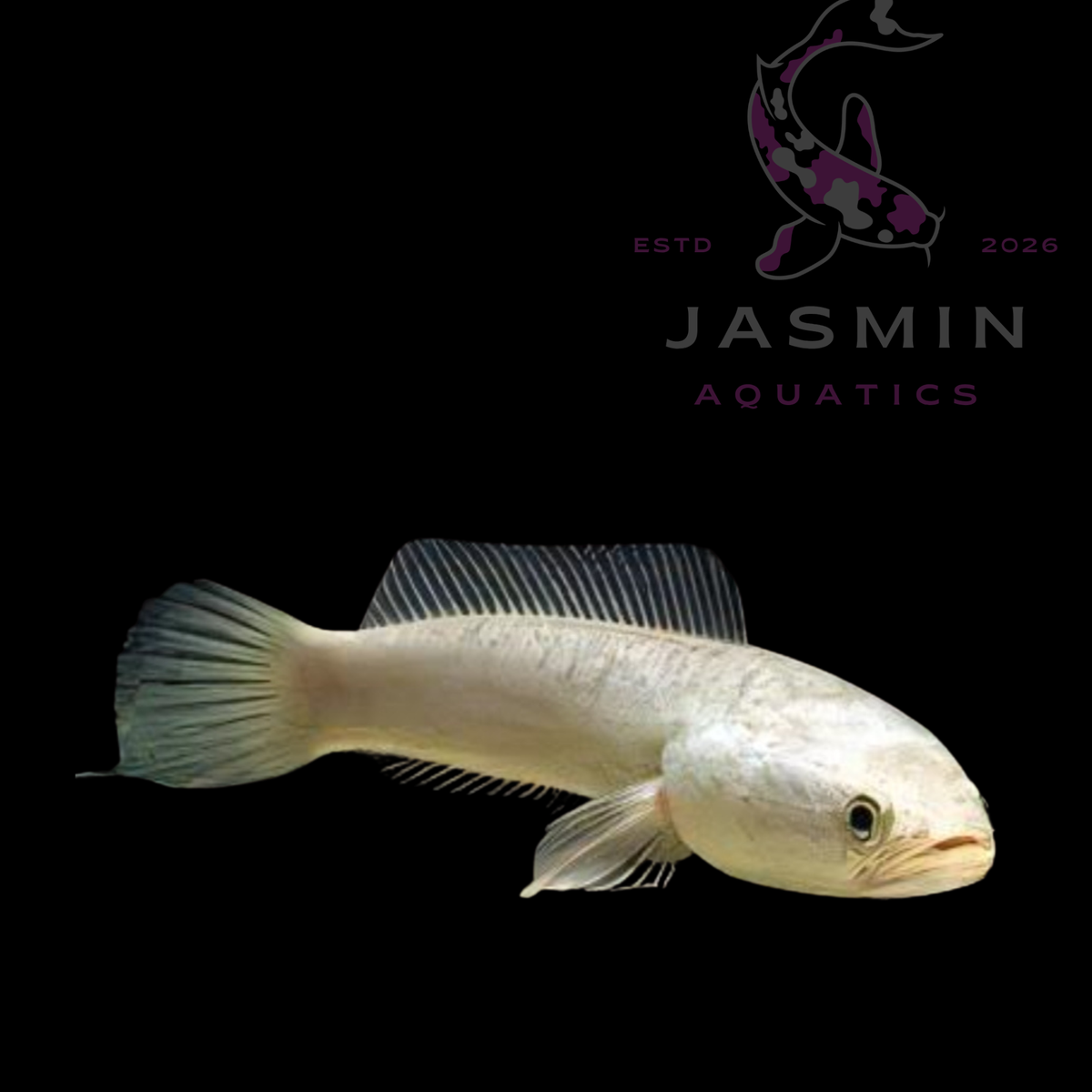 Albino Argus Channa (also known as the Albino Northern Snakehead) 8"