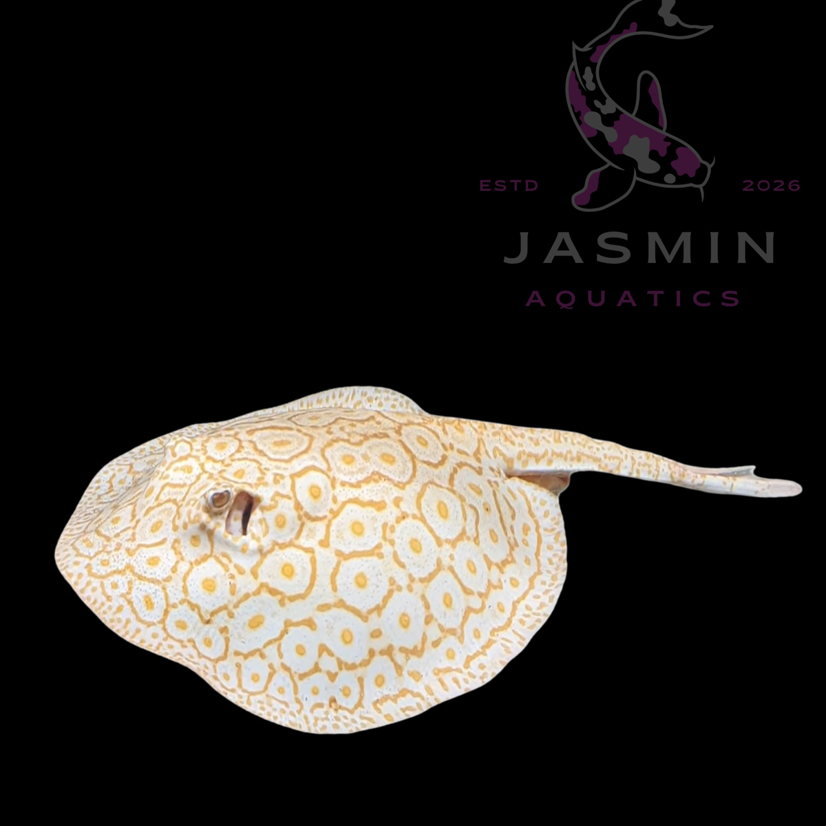 Albino Pearl Stingray (Potamotrygon jabuti) - Pair