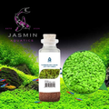 Aquatic Lucky Clover Plants Seed 20ml