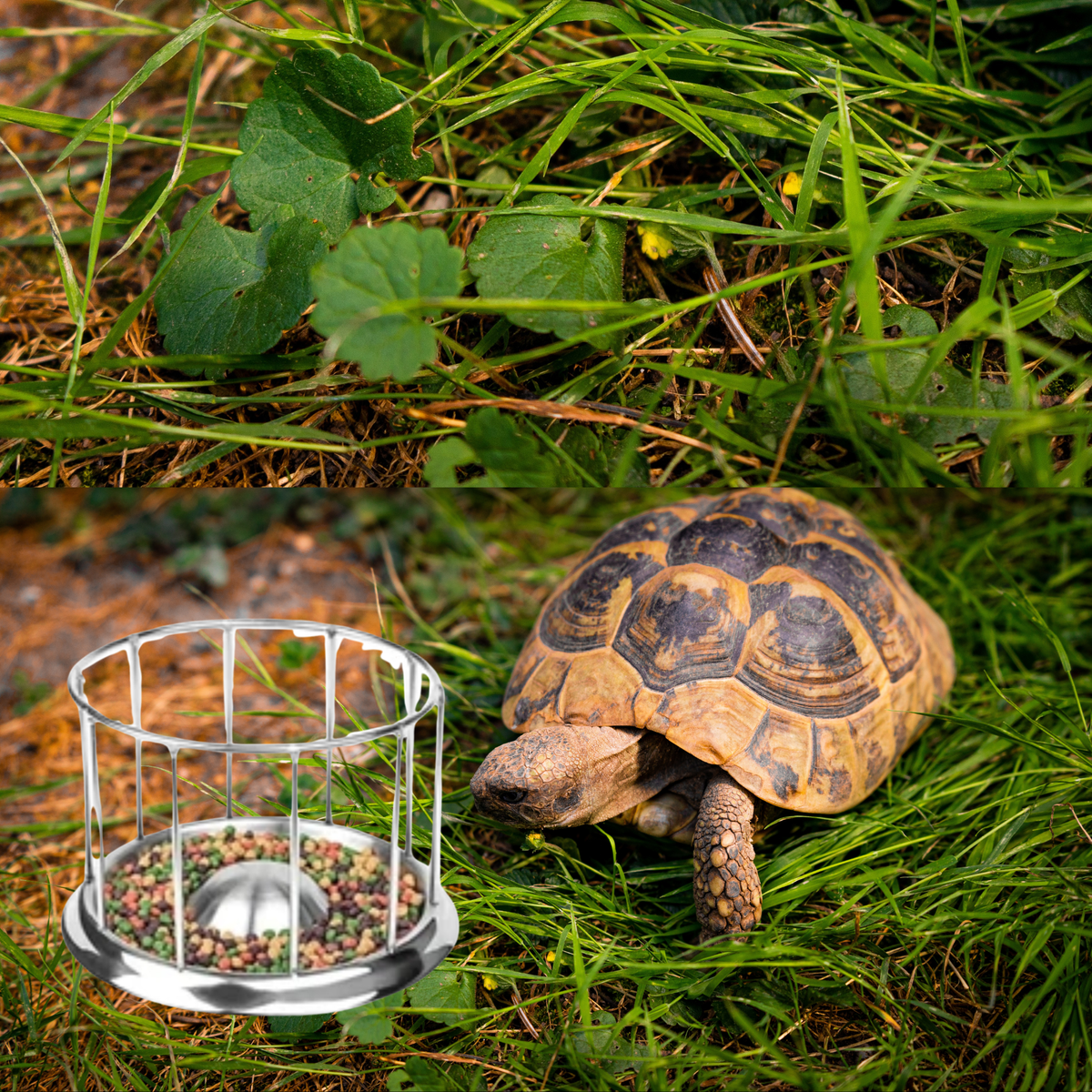 Saas Tortoise Stainless Steel Food Bowl