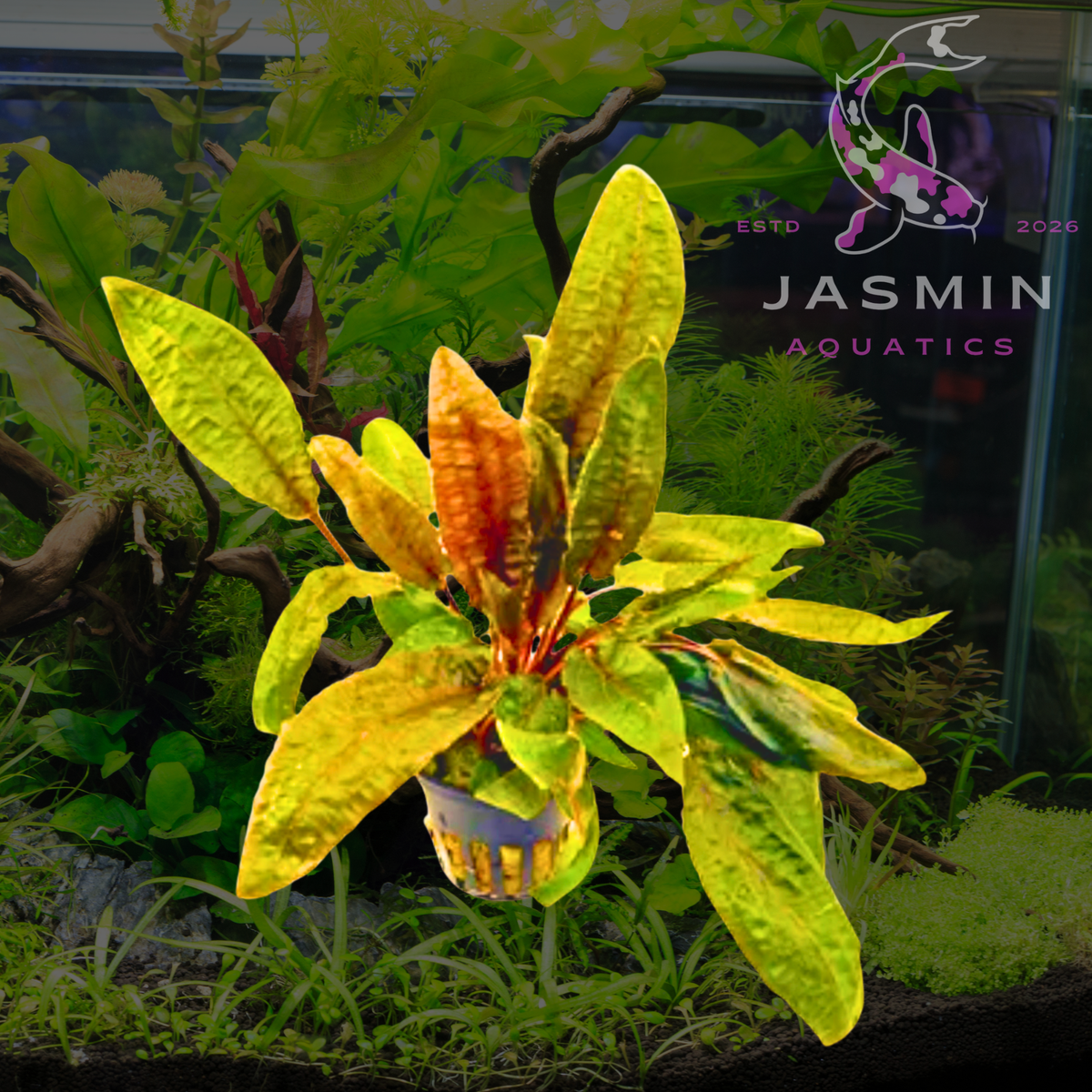Cryptocoryne Undulatus 1 Pit
