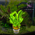 Echinodorus 'Tropica' 1 Pot