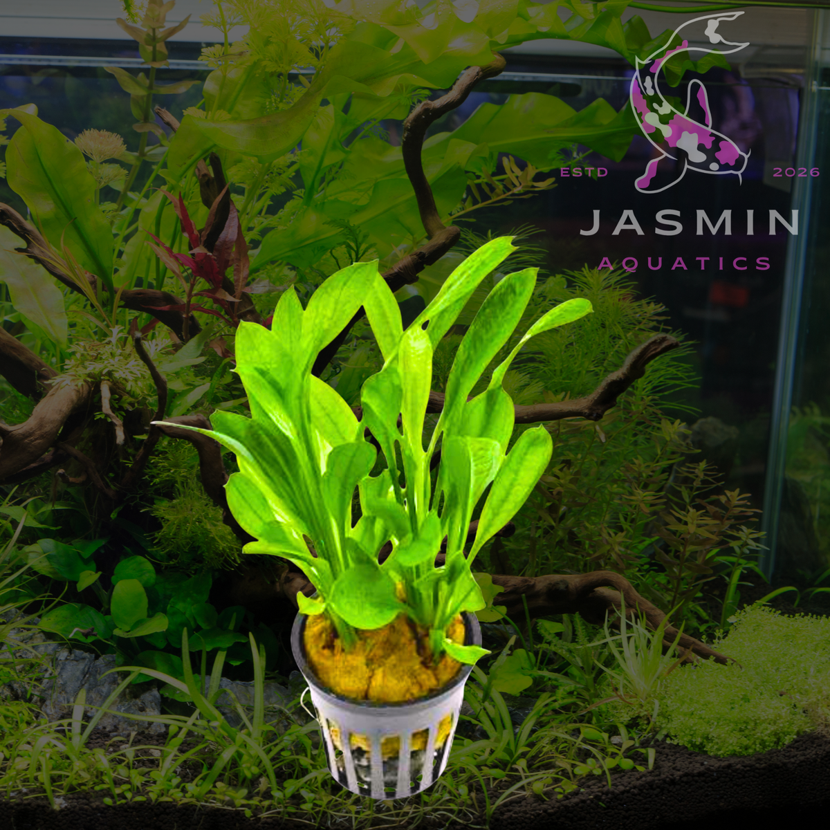 Echinodorus 'Tropica' 1 Pot