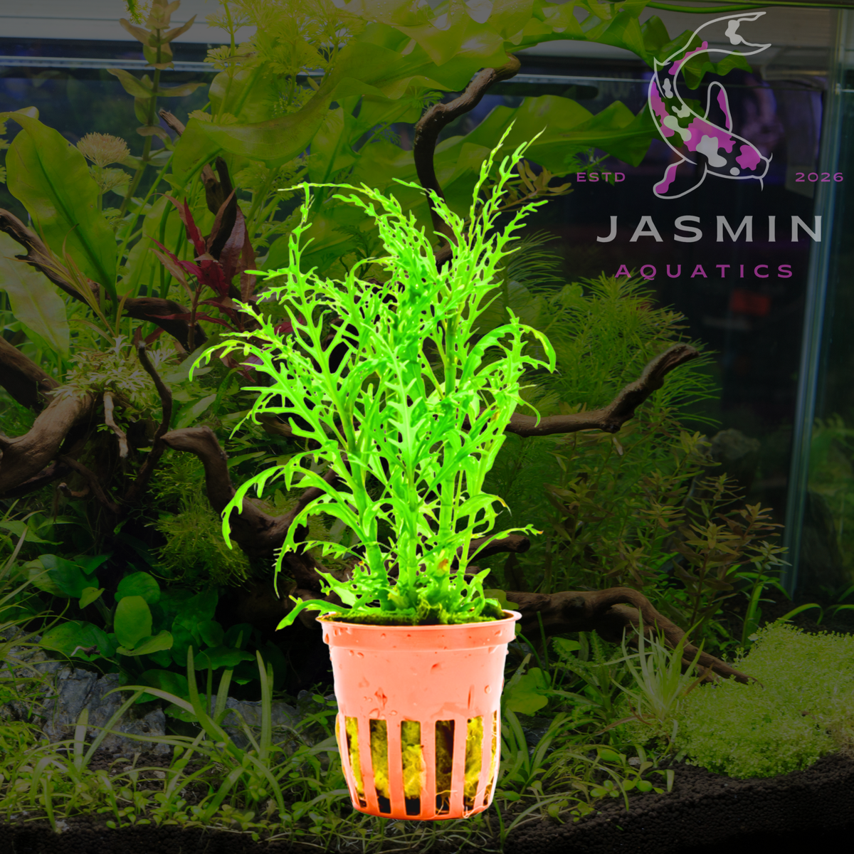 Hygrophila Odora 1 Pot