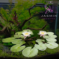 Tropical Water lilies