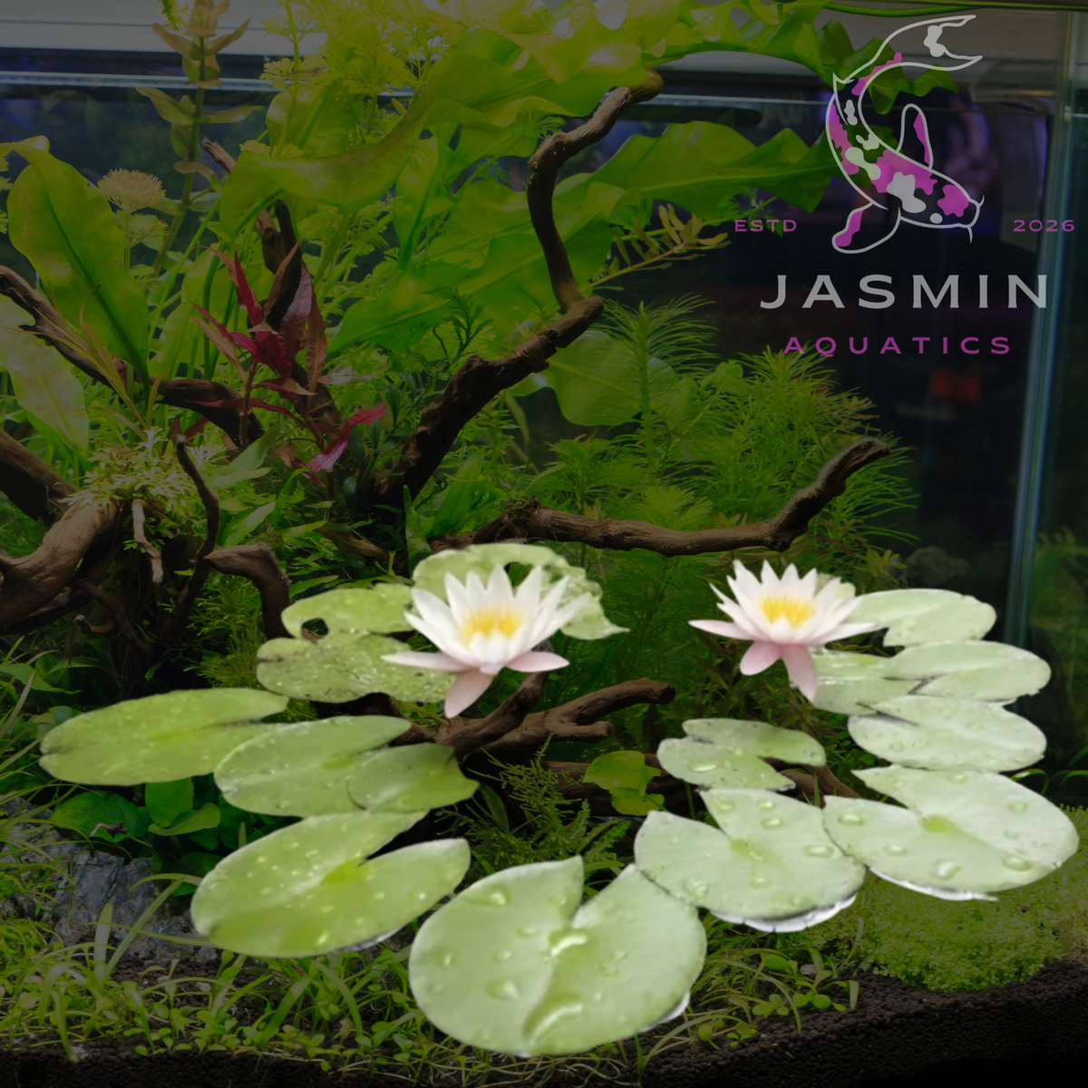 Tropical Water lilies