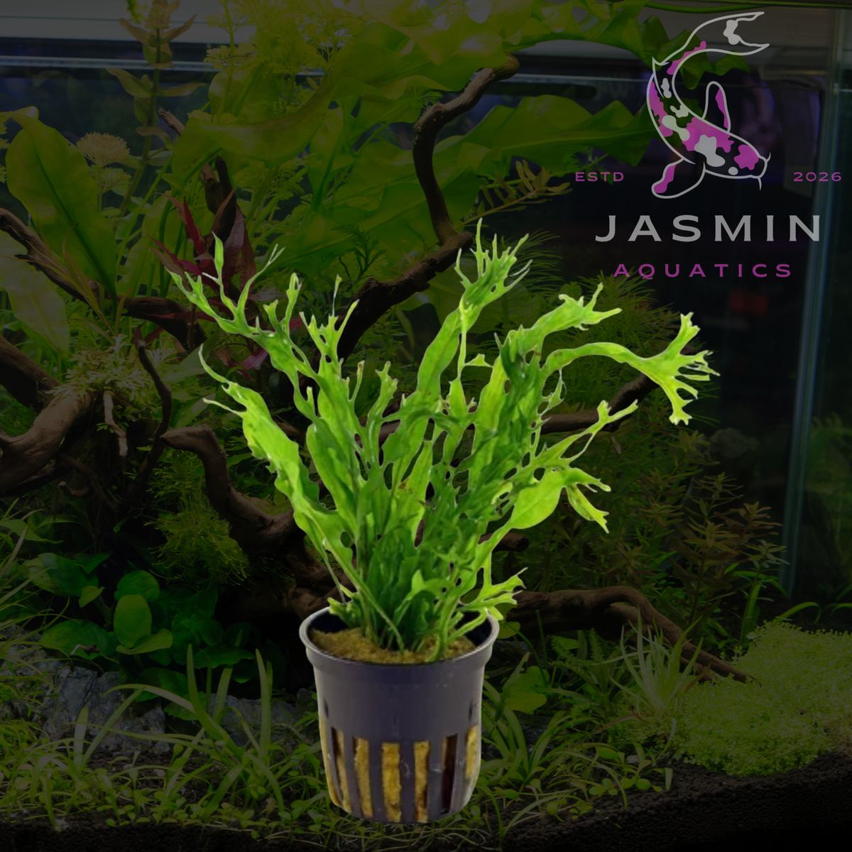 Windelov fern (Microsorum pteropus 'Windeløv') 1 Pot