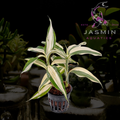 Dracaena Sanderiana 'White'  White Stripe Lucky Bamboo or Ribbon Plant) Indoor Plants