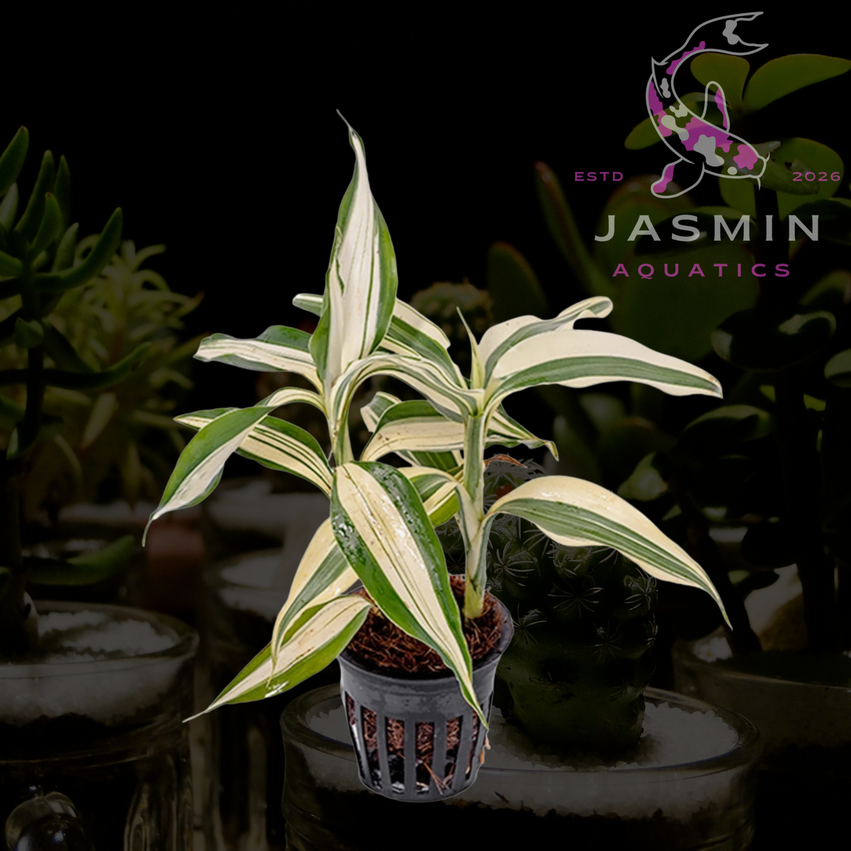 Dracaena Sanderiana 'White'  White Stripe Lucky Bamboo or Ribbon Plant) Indoor Plants