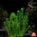 Egeria densa (Anacharis or Brazilian waterweed)