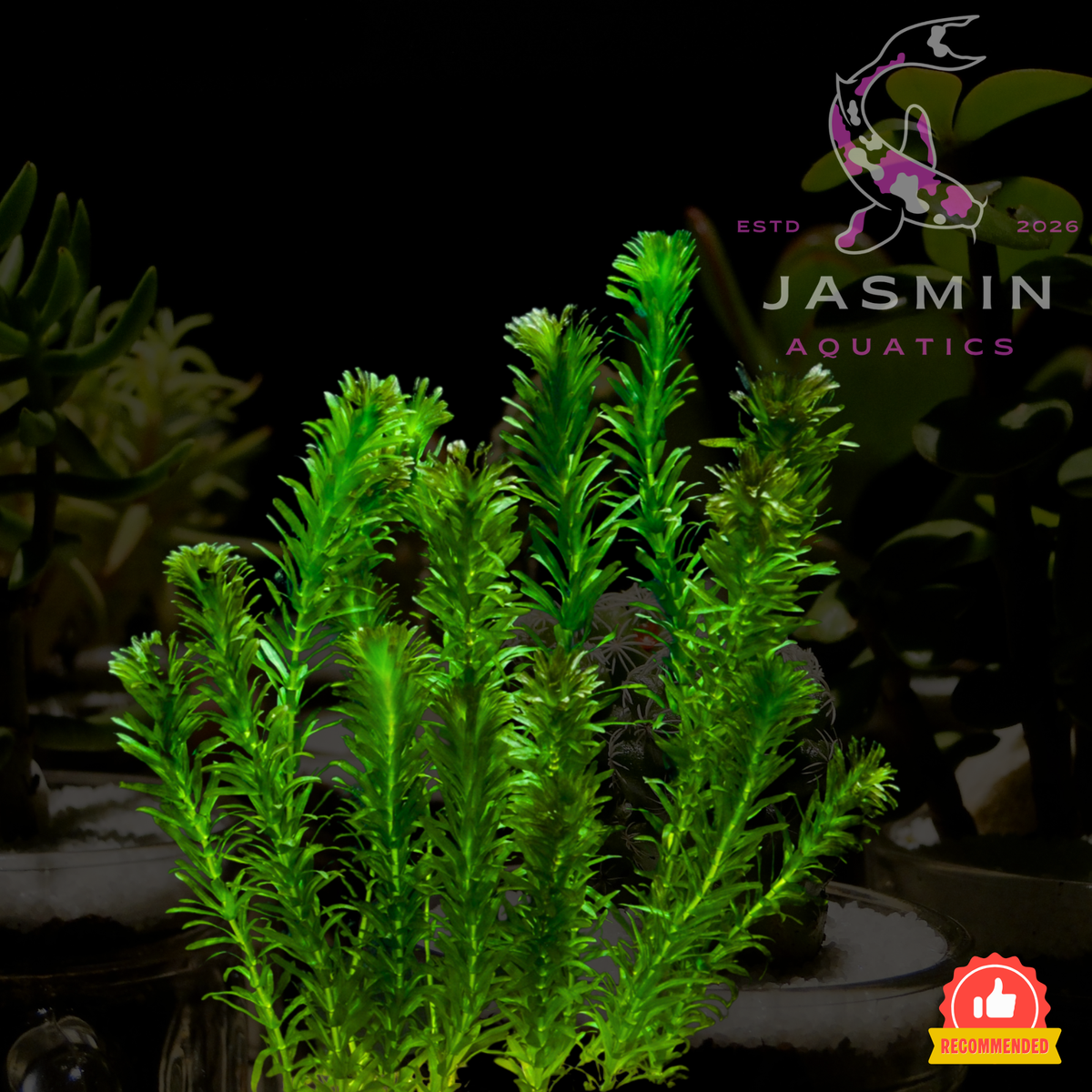 Egeria densa (Anacharis or Brazilian waterweed)