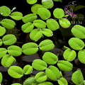 Salvinia Floaters 1 Pot