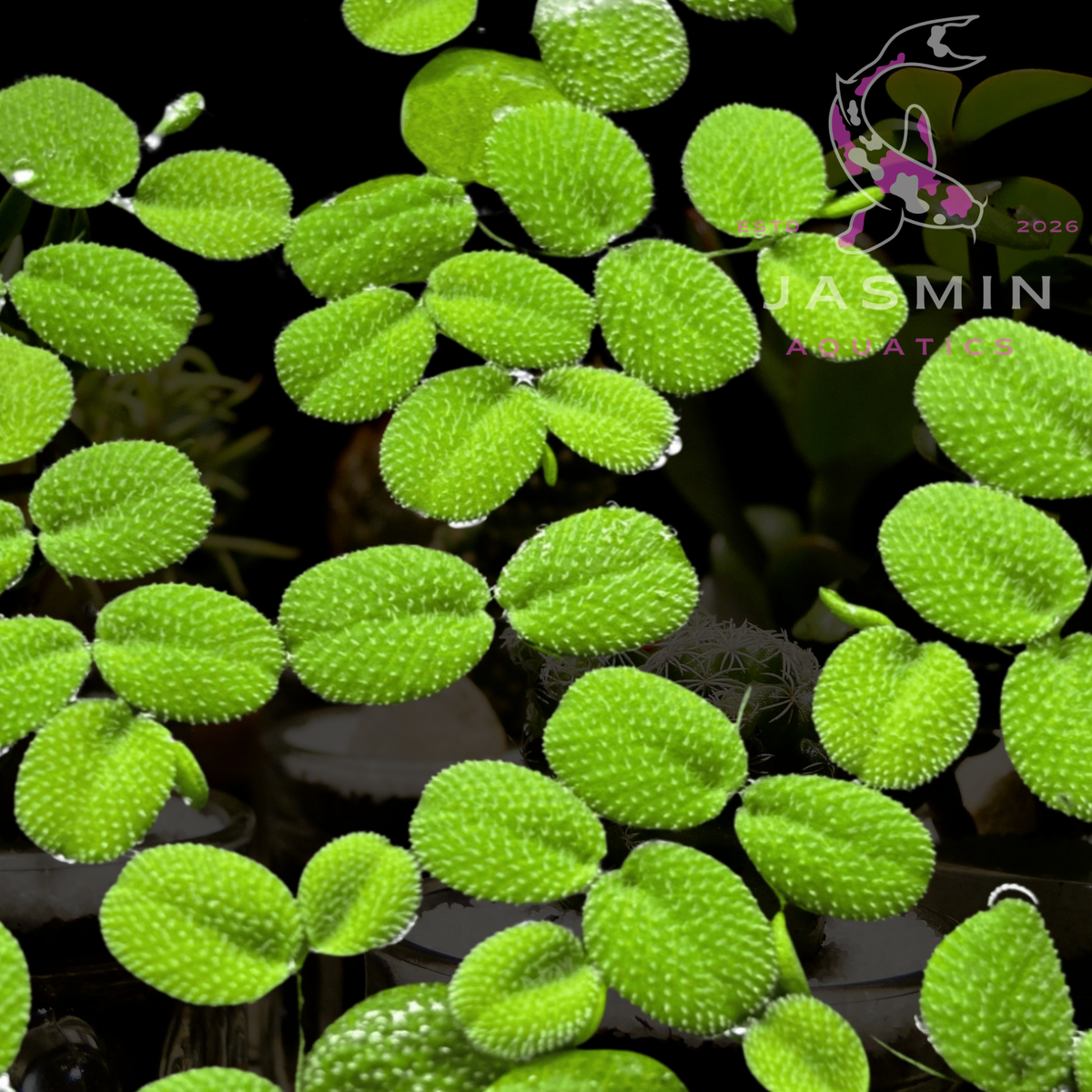 Salvinia Floaters 1 Pot
