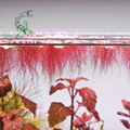 Red Root Floater (Phyllanthus fluitans)