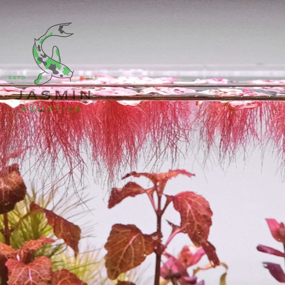 Red Root Floater (Phyllanthus fluitans)