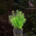 Pogostemon Erectus