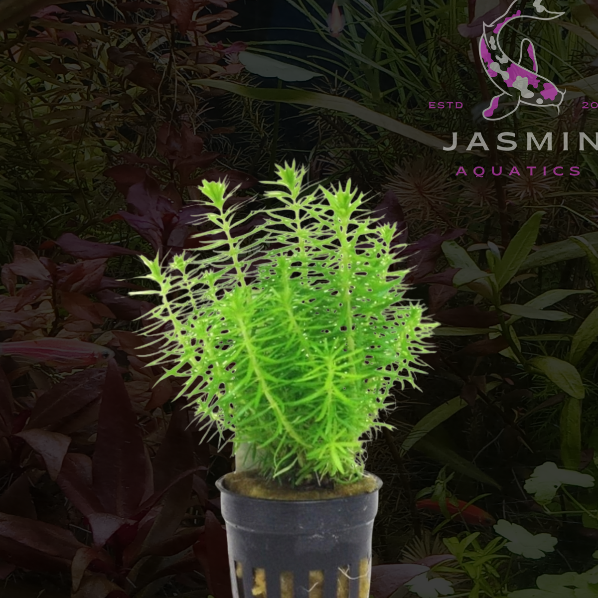 Pogostemon Erectus