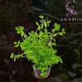 Rotala sp. 'Green' [Rotala rotundifolia 'Green')