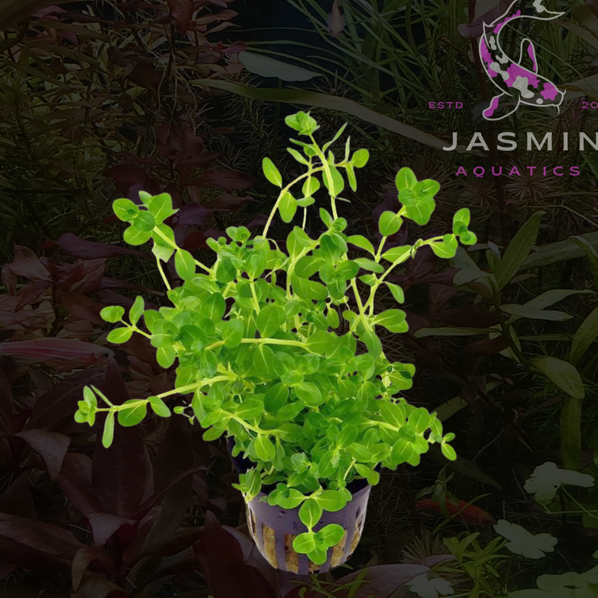 Rotala sp. 'Green' [Rotala rotundifolia 'Green')