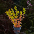 Rotala macrandra Giant (Giant Red Rotala)