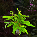Hygrophila Corymbosa (Temple Plant or Giant Hygro)