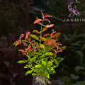 Hygrophila Polysperma 'Rosanervig' (Sunset Hygro)