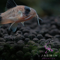 Active Aquarium Soil Loose (400g)