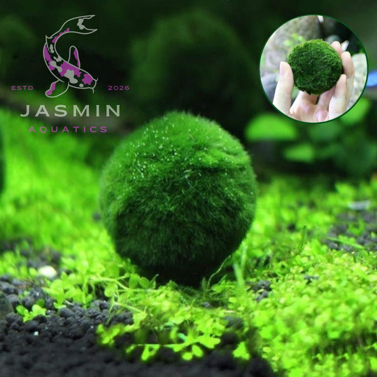 Marimo Moss Ball