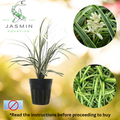 Ophiopogon Jaburan Variegatus (Variegated Giant Mondo Grass or White Lilyturf) Juvenile Plant, Pot and Soil not included.