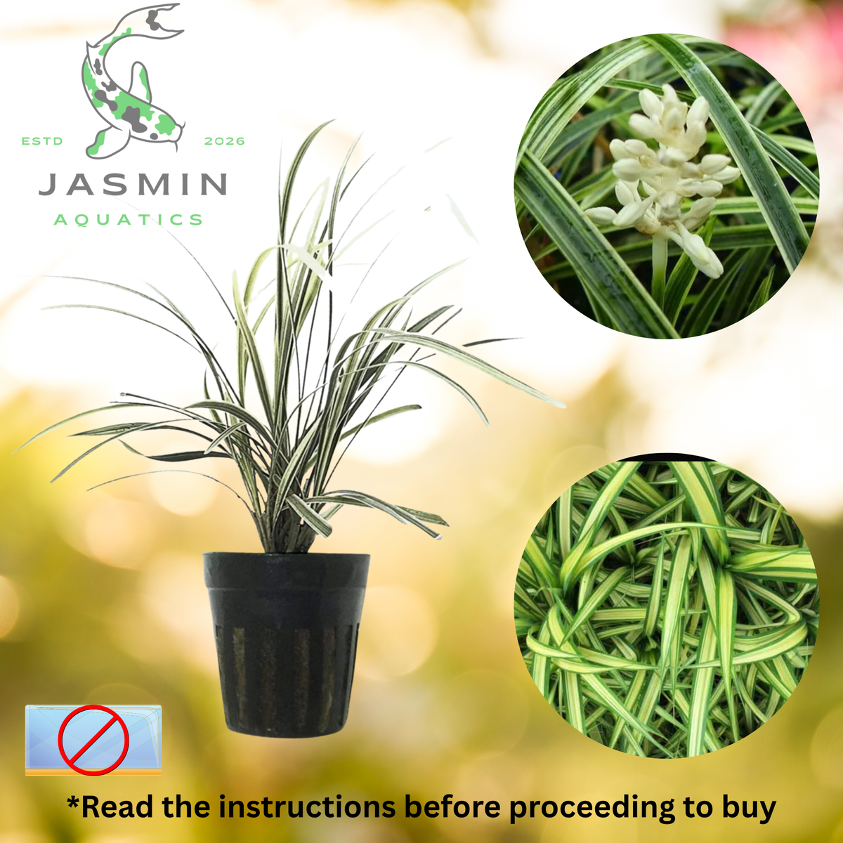 Ophiopogon Jaburan Variegatus (Variegated Giant Mondo Grass or White Lilyturf) Juvenile Plant, Pot and Soil not included.