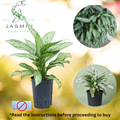 Aglaonema 'Silver Queen' (the Chinese Evergreen) - Juvenile Plant, Pot and Soil not included.
