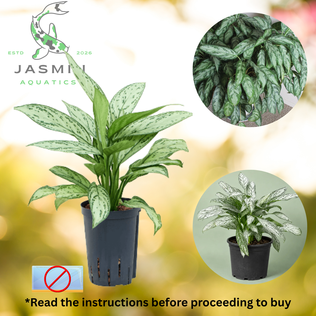 Aglaonema 'Silver Queen' (the Chinese Evergreen) - Juvenile Plant, Pot and Soil not included.