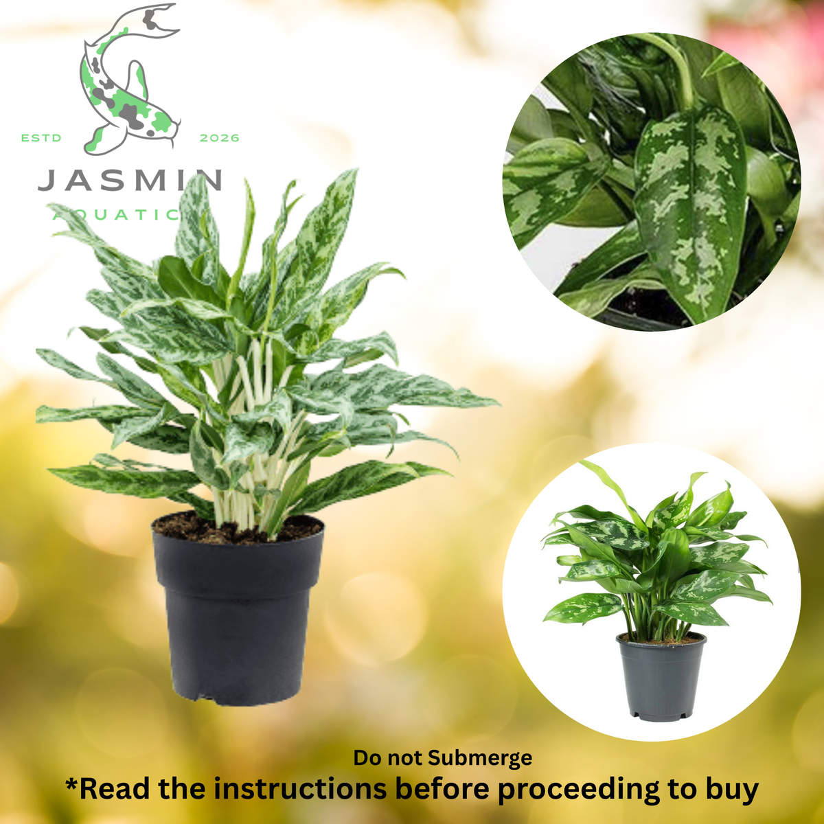Aglaonema 'Maria'—Emerald Beauty (Note: Juvenile Plant, Pot and Soil not included)
